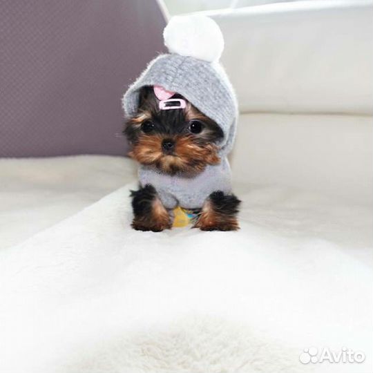 Супер мини беби фейс девочка и мальчик йорки