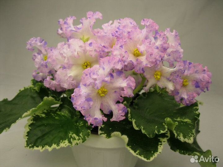 Продажа черенков, стартеров и цветущих фиалок