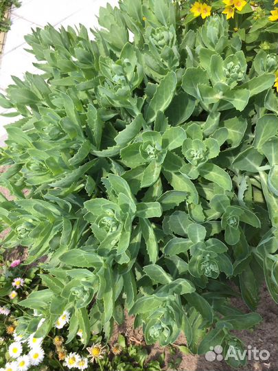 Многолетние цветы