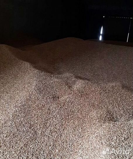 Рожь озимая, Фуражная кукуруза на корм