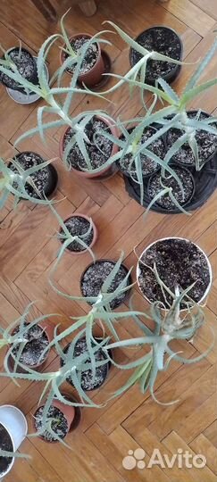 Алоэ вера большой