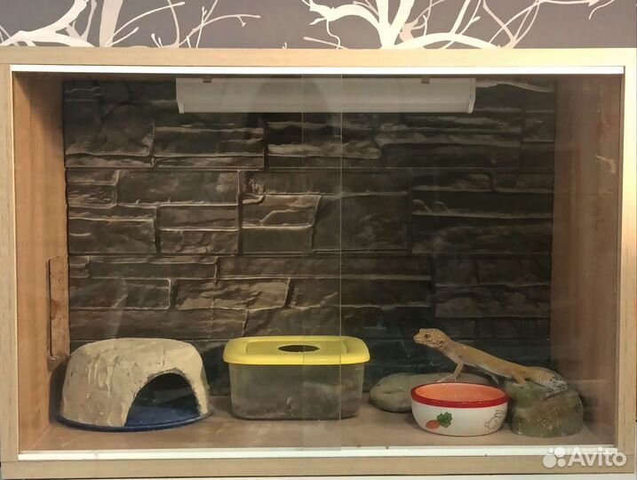 Эублефар с террариумом