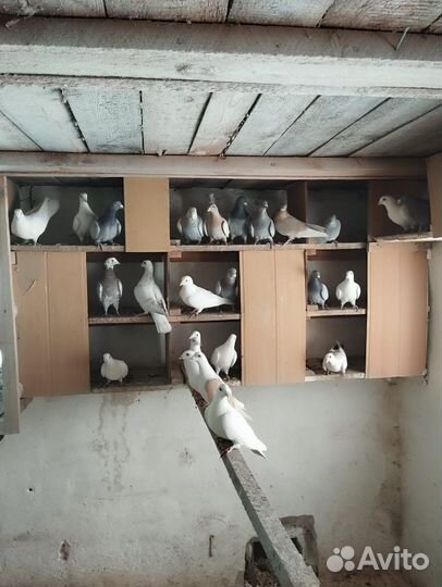 Продажа почтовых голубей