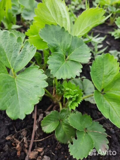 Рассада клубники окс Азия, Фестивальная, Ремонтан