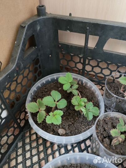 Саженцы клубники в стаканчиках