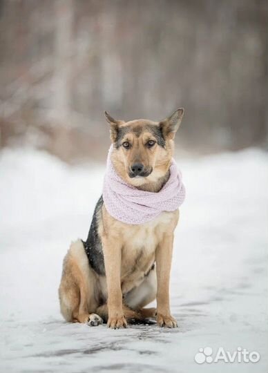 Собака в добрые руки