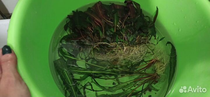 Аквариумные растения