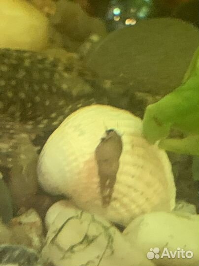 Аквариумные креветки Талнах