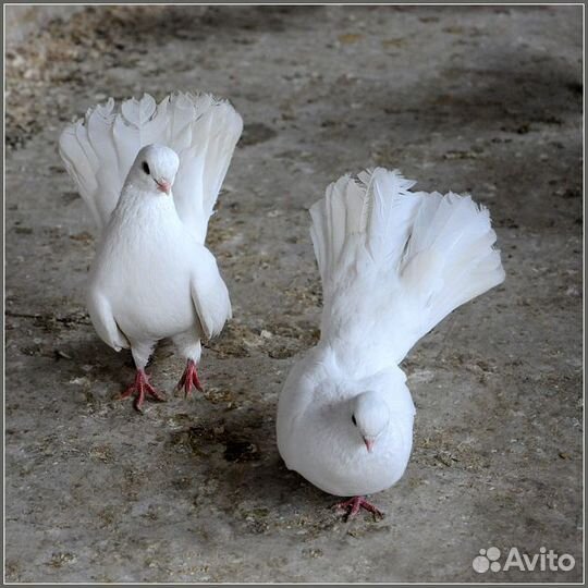 Голуби вертуны