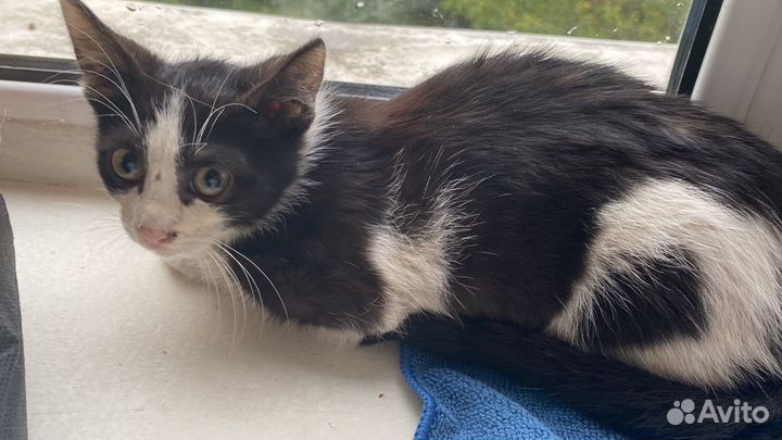 Котёнок в добрые руки