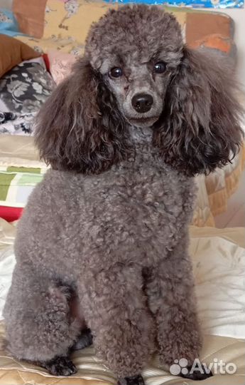 Той-пудель вязка