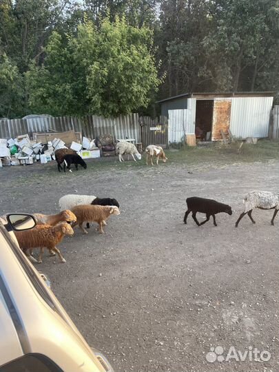 Овцы курдючные