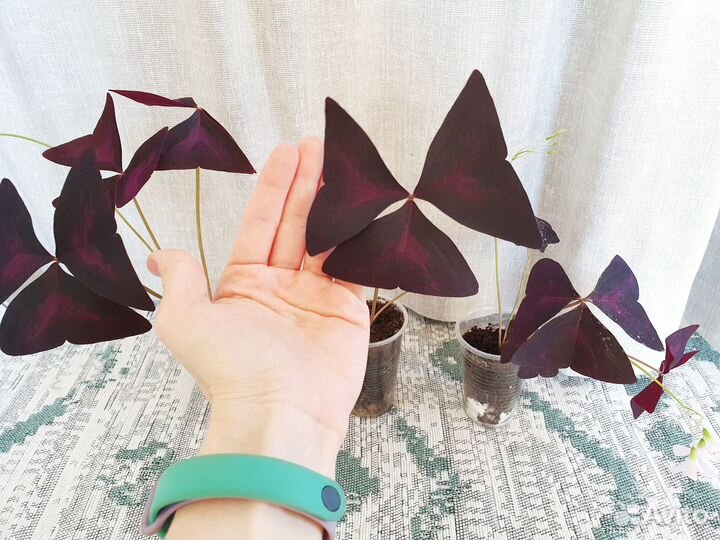 Оксалис фиолетовый кислица комнатное растение