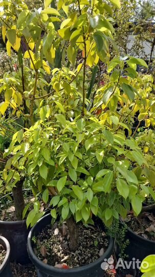 Взрослый Коричник,коричное дерево,вечнозеленое