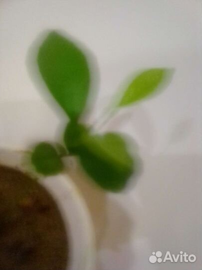 Чудо деревце цитрофартунелла Флоридана Лайм Лимон