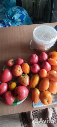 Томаты домашние свежие
