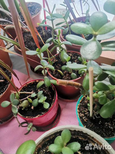 Крассула толстянка, денежное дерево