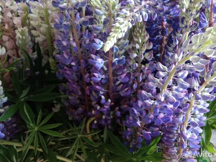 Люпин букеты