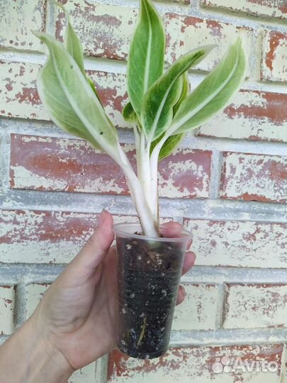 Аглаонема Lipstick Green