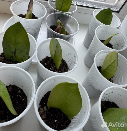 Замиокулькас