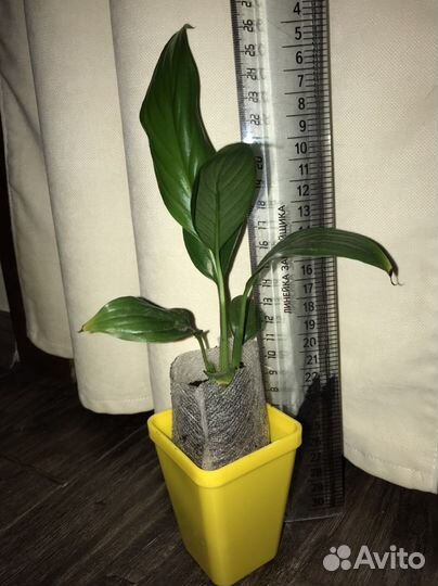 Спатифиллум (женское счастье)