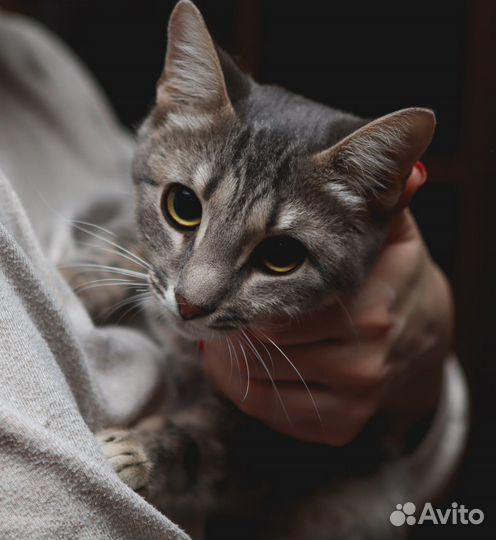 Кошечка в самые лучшие ручки