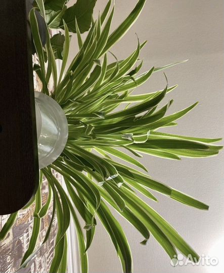 Хлорофитум полосатый кустик