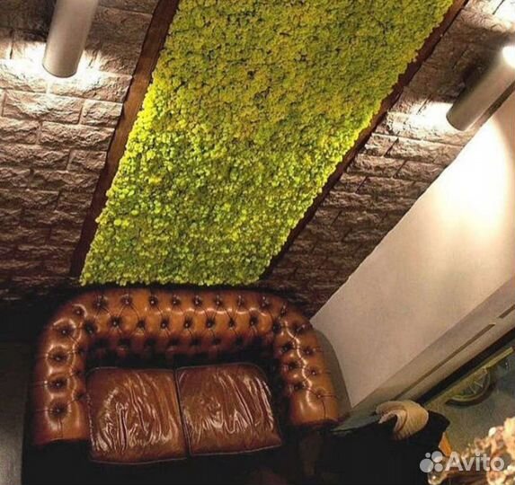 Стабилизированный мох для панно