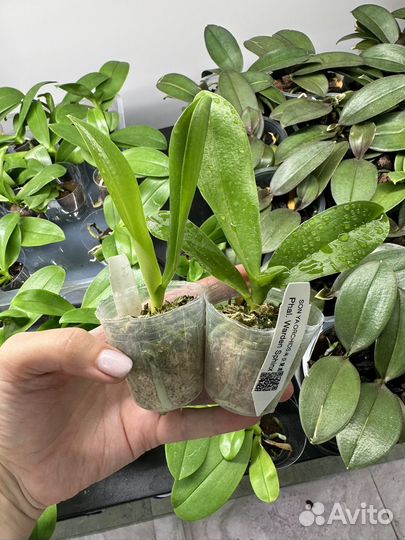 Орхидея фаленопсис бабочка