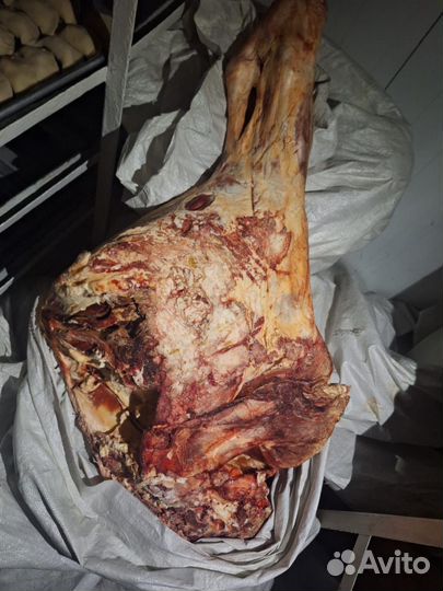 Мясо говядина оптом