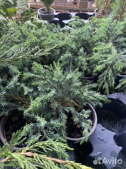 Туя Смарагд Купить в Воронеже