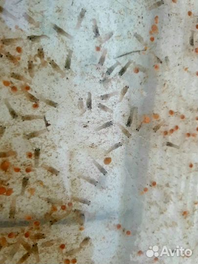 Австралийские раки