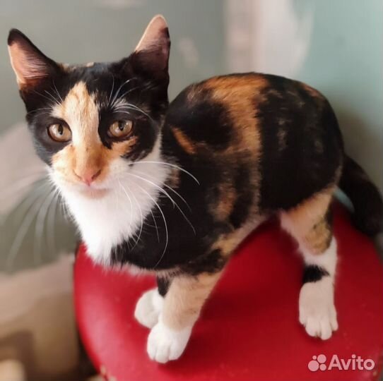 Кошка ищет дом