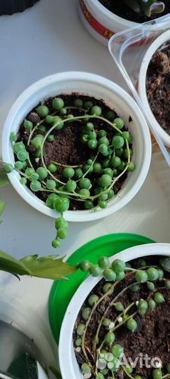 Кактусы и суккуленты