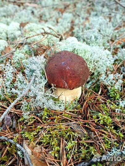 Грибы свежие