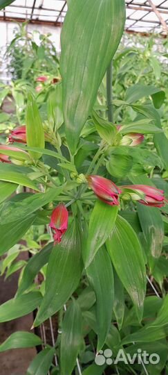 Продам корни альстромерии