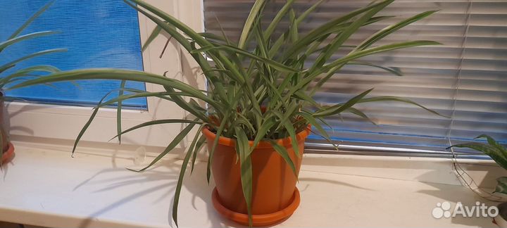 Хлорофитум