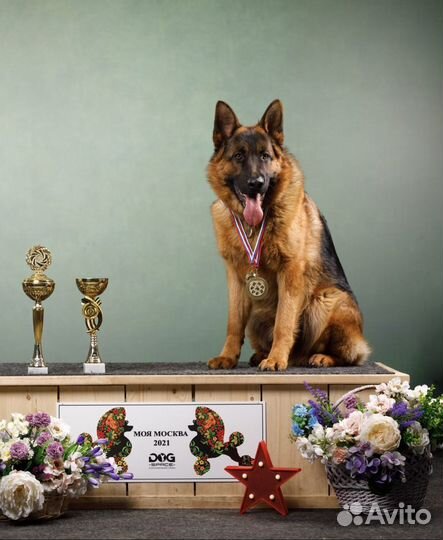 Вязка немецкая овчарка