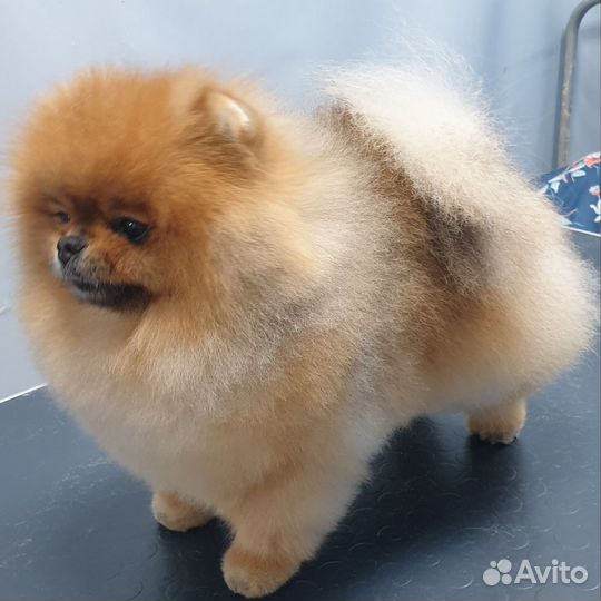 Померанский шпиц