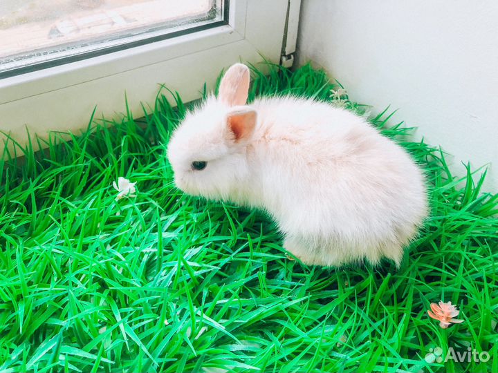 Карликовый кролик - вислоухий мини