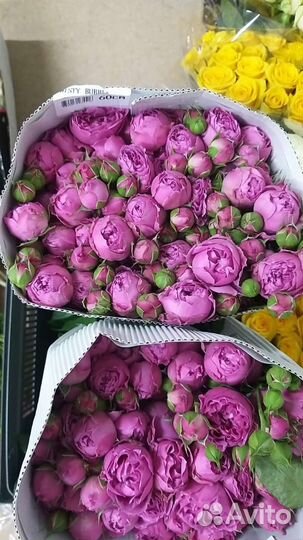 Роза кустовая пионовидная и бомбастик