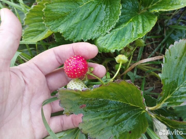 Рассада клубники осталось 20 саженцев