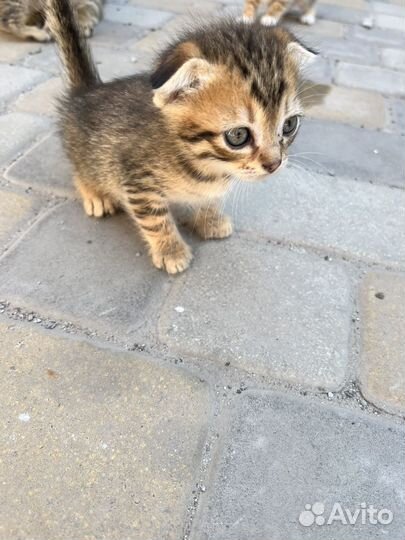 Вислоухие котята бесплатно