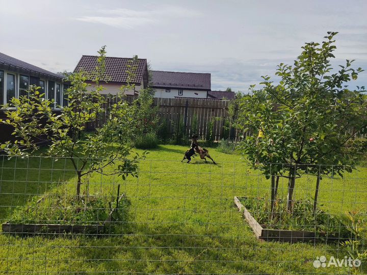 Передержка собак