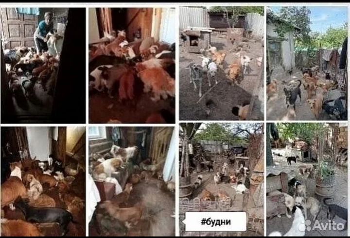 Приют для животных