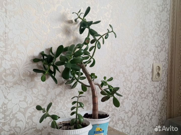 Денежное дерево (толстянка)