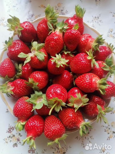 Рассада клубники