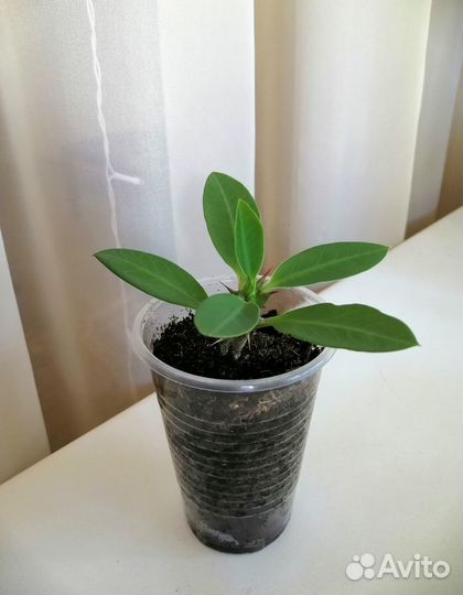 Молочай жёлтый