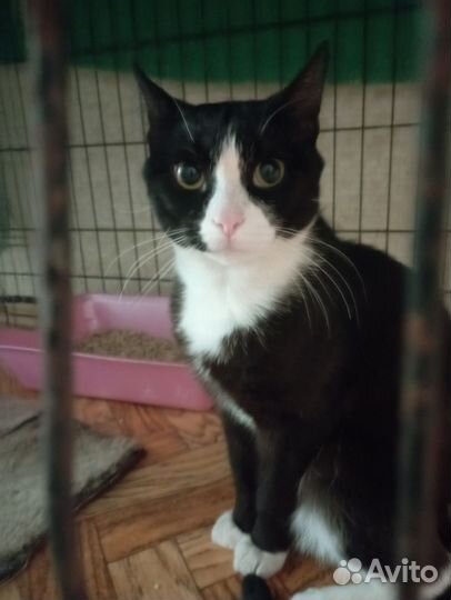 Красавчик Лаки