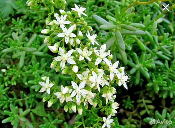 Очиток Белый мелкоцветковый